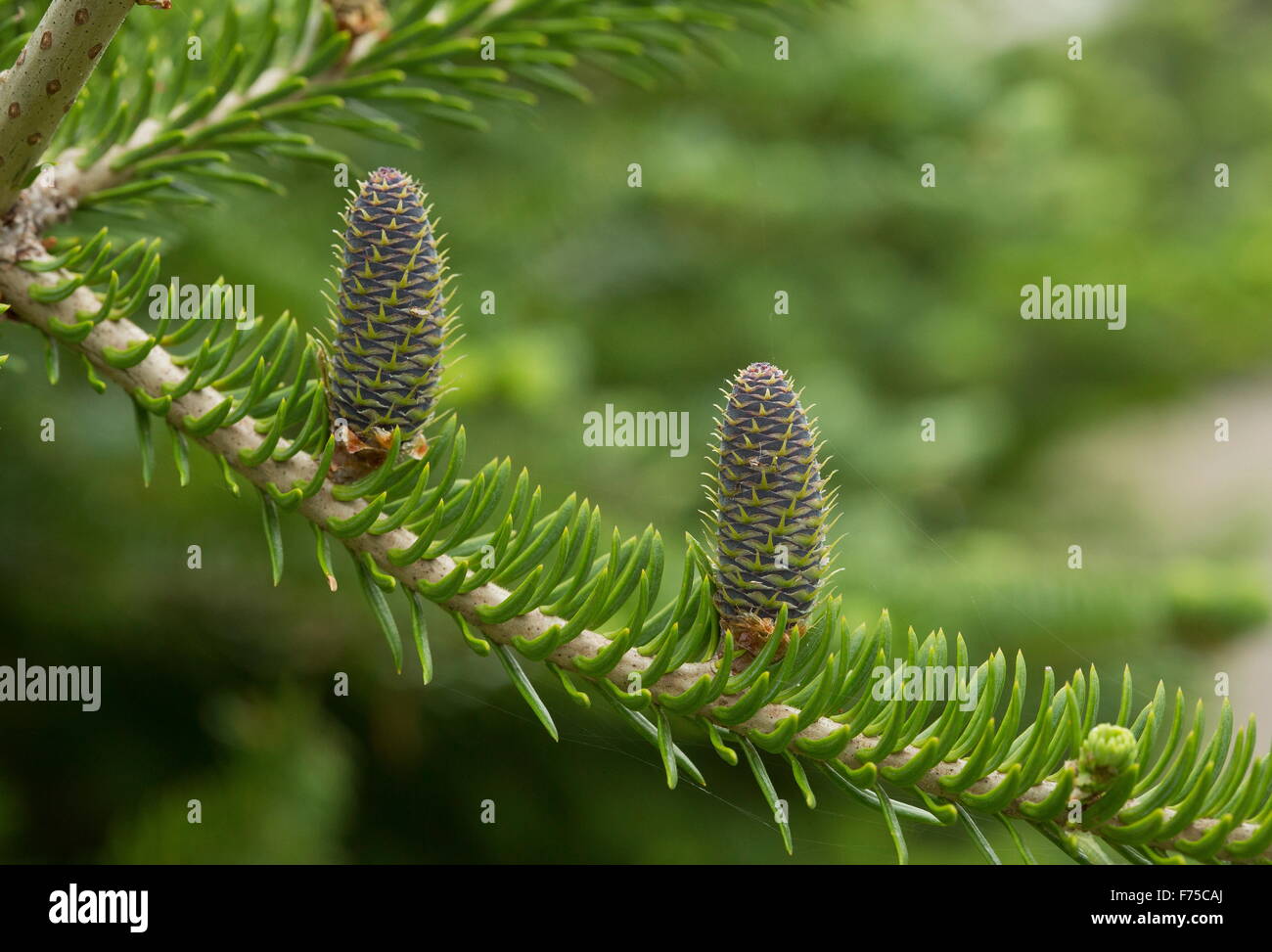 Balsam fir with young female cones Stock Photo