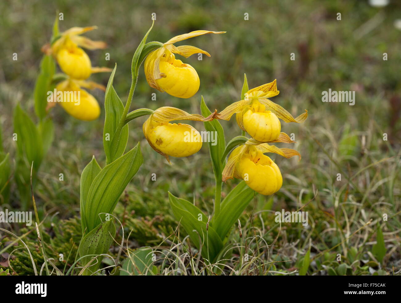 Yellow Lady's slipper, Cypripedium parviflorum var pubescens in flower on limestone barrens, Newfoundland Stock Photo