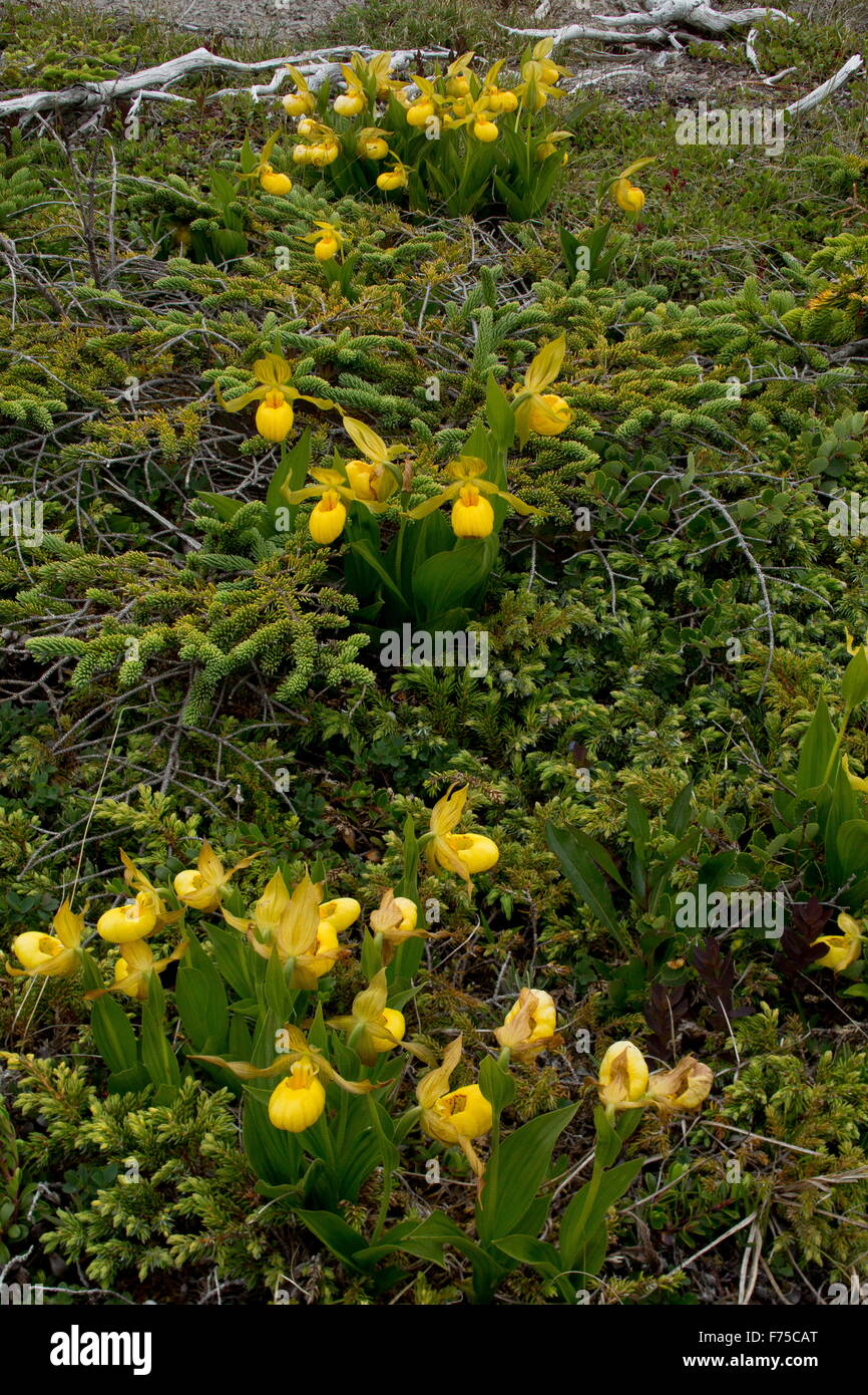 Yellow Lady's slipper, Cypripedium parviflorum var pubescens in flower on limestone barrens, Newfoundland Stock Photo