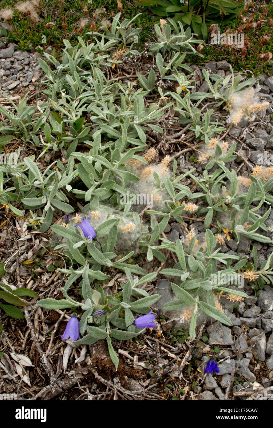 Sageleaf Willow in fruit, with Harebells, on limestone barrens