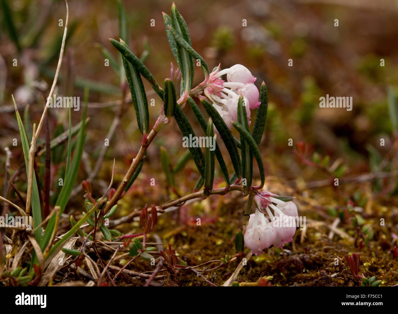 Bog-rosemary, Andromeda polifolia var. glaucophylla, in flower, in a bog in Newfoundland. Stock Photo