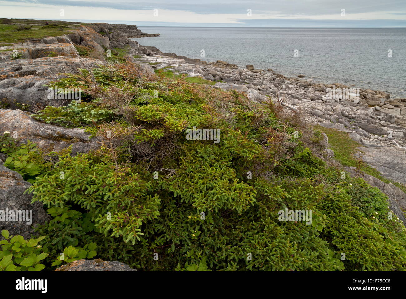 Dwarfed woody vegetation, known as Tuckamore or Krumholz, of White Spruce, on the west coast of Newfoundland. Stock Photo
