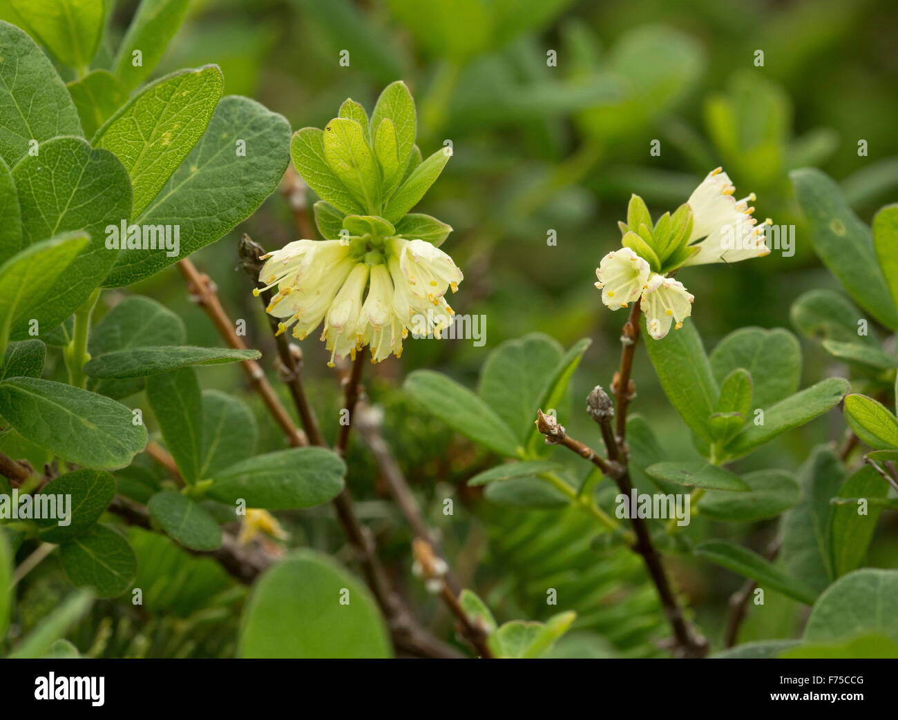 Mountain Fly honeysuckle, Lonicera villosa, in flower, Newfoundland. Stock Photo