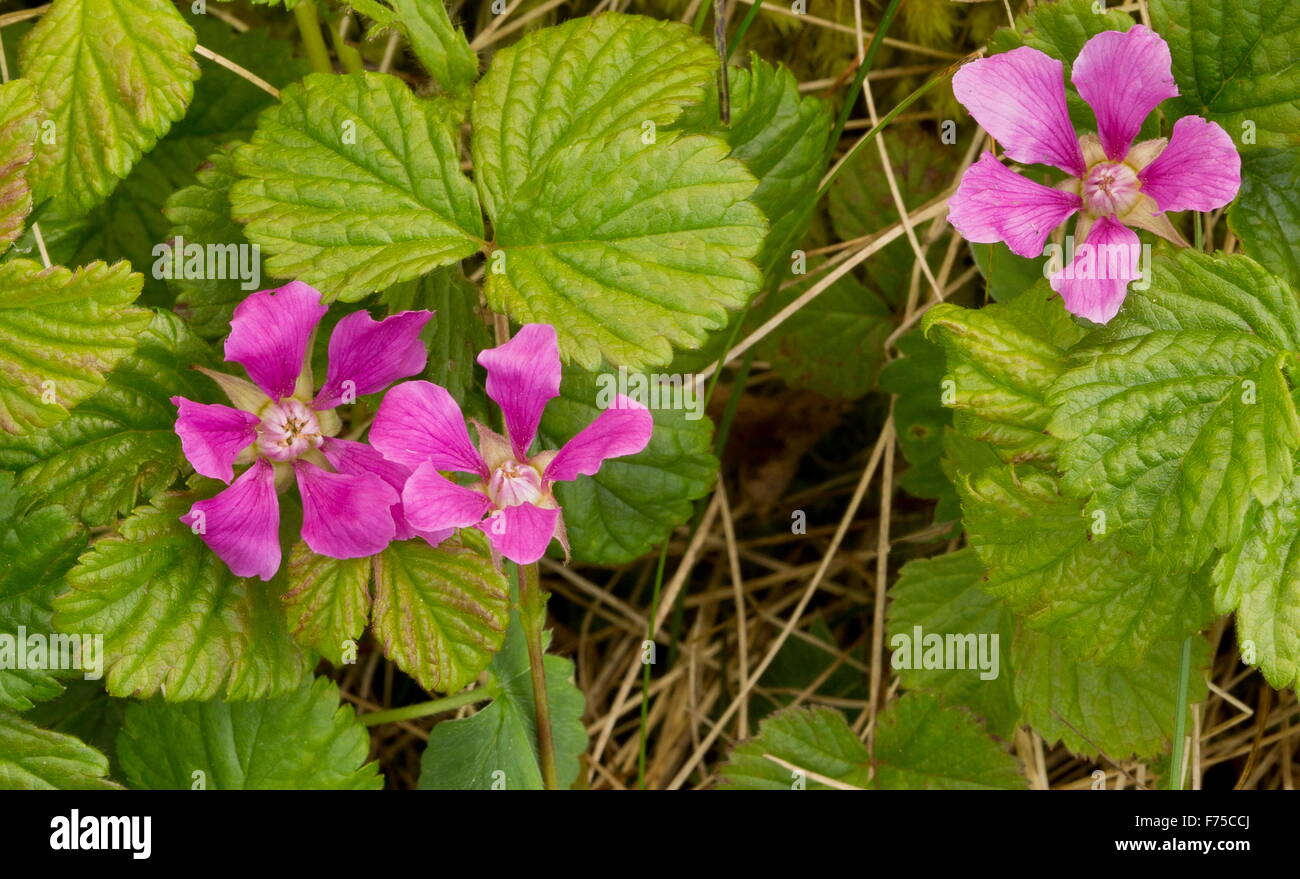 Arctic Raspberry Image Arctic bramble or Arctic raspberry in flower Stock Photo - Alamy