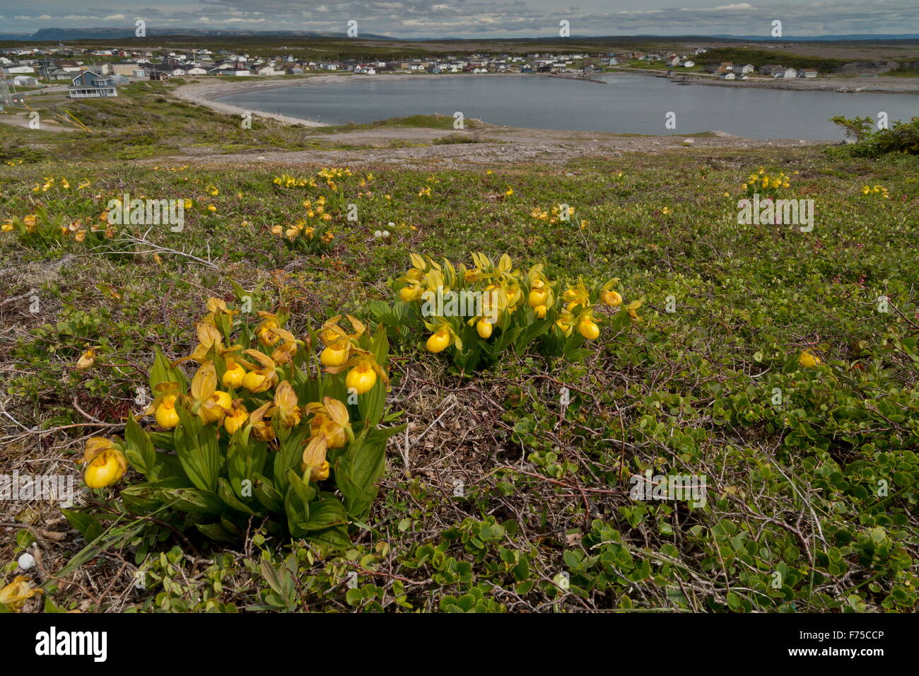 Yellow Lady's slipper, Cypripedium parviflorum var pubescens in flower on limestone barrens, Newfoundland Stock Photo