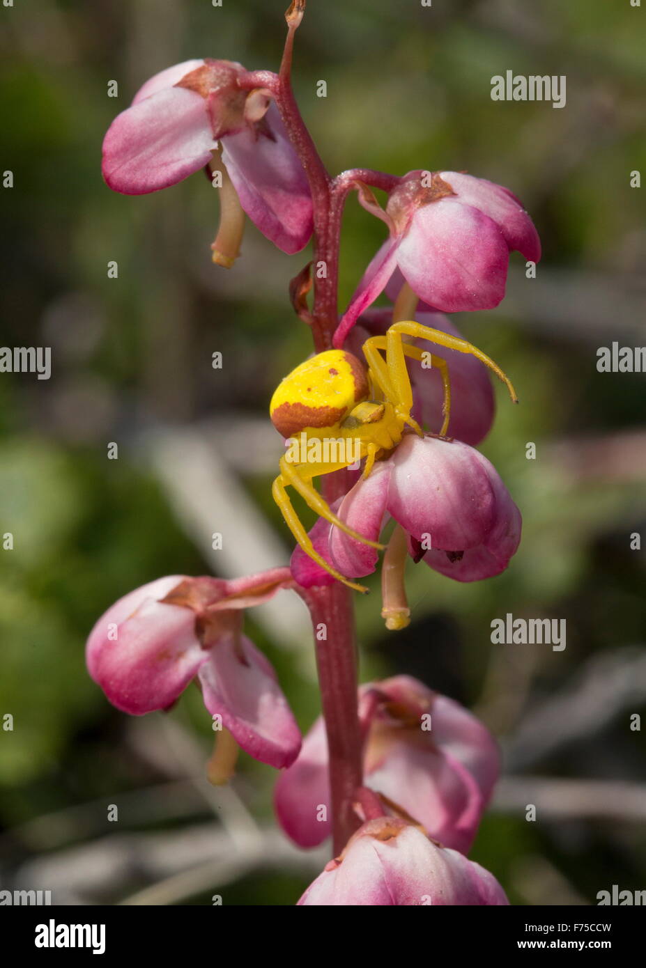 Yellow Crabspider on Liverleaf wintergreen, Pyrola asarifolia