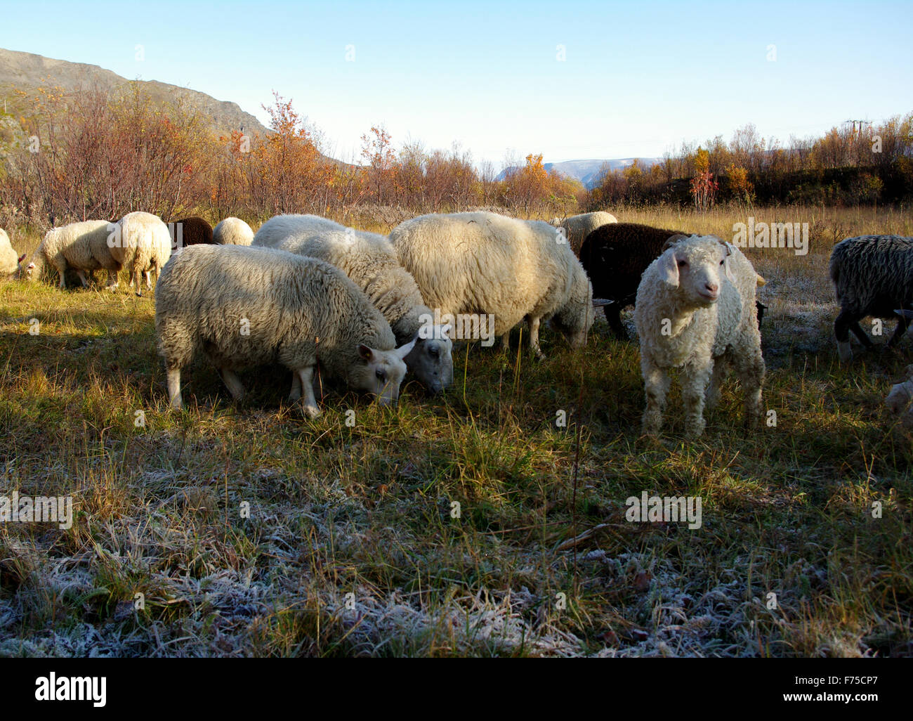 Sheep and goats grazing Stock Photo - Alamy