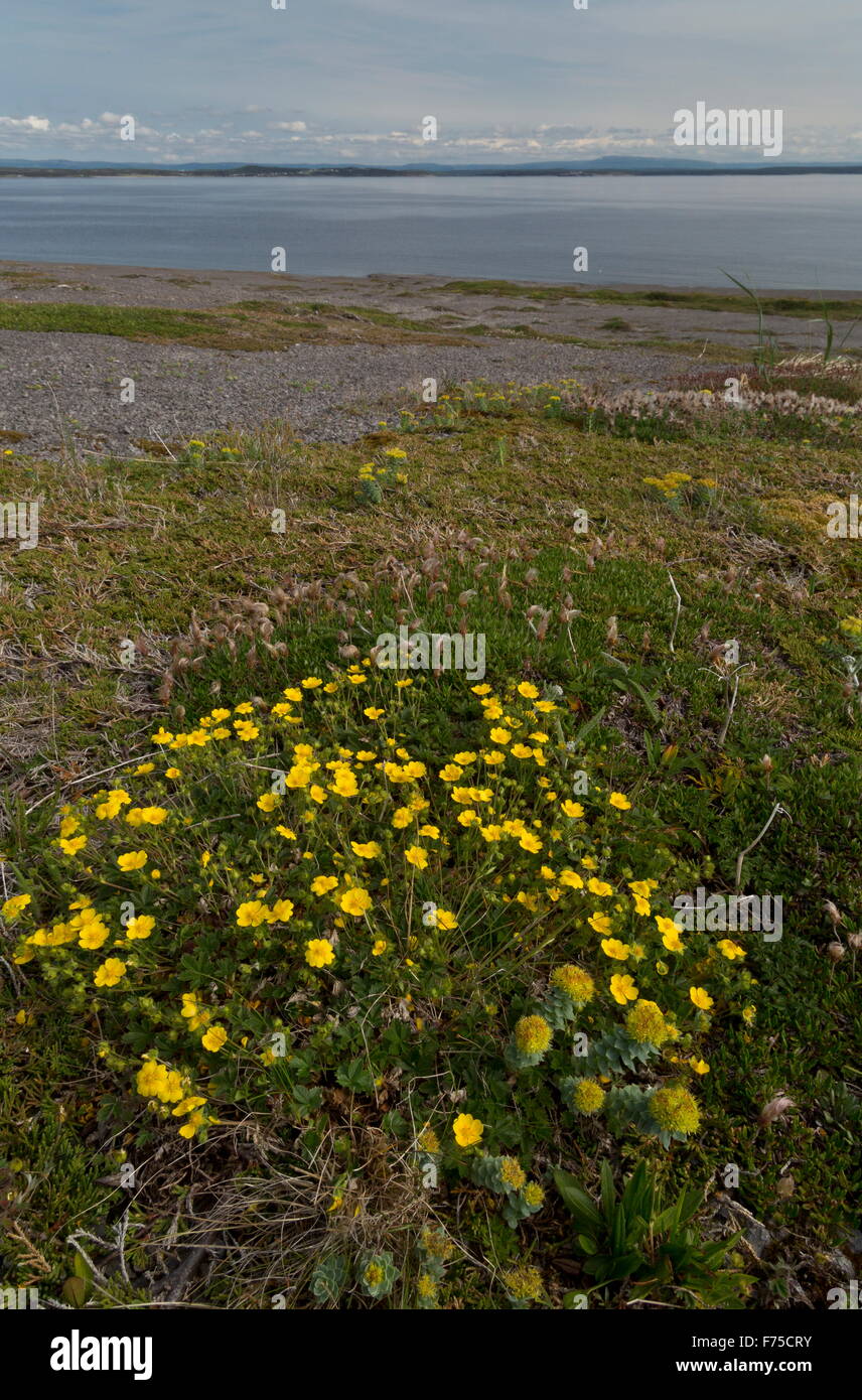 Spring Cinquefoil, on the limestone barrens on the west coast of