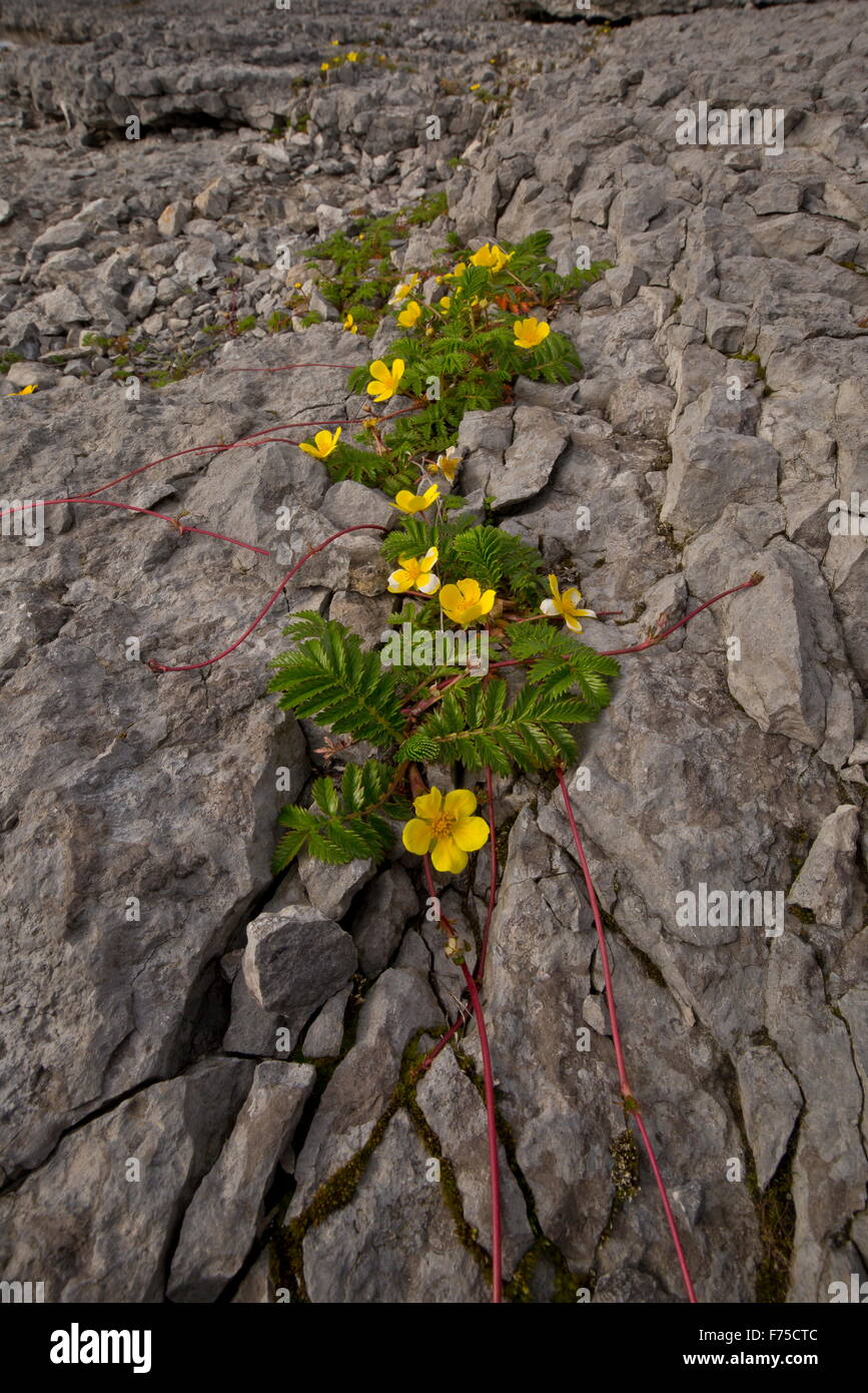 Silverweed on the limestone coast at Point Riche, Port au Choix, NW Newfoundland. Stock Photo