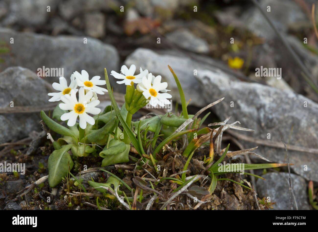 Mistassini primrose, or Lake Mistassini primrose, pale form, in flower. West Newfoundland. Stock Photo