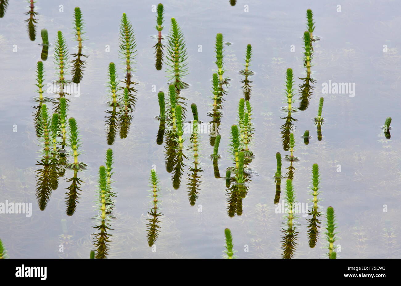 Mare's tail in shallow lake on limestone. Stock Photo