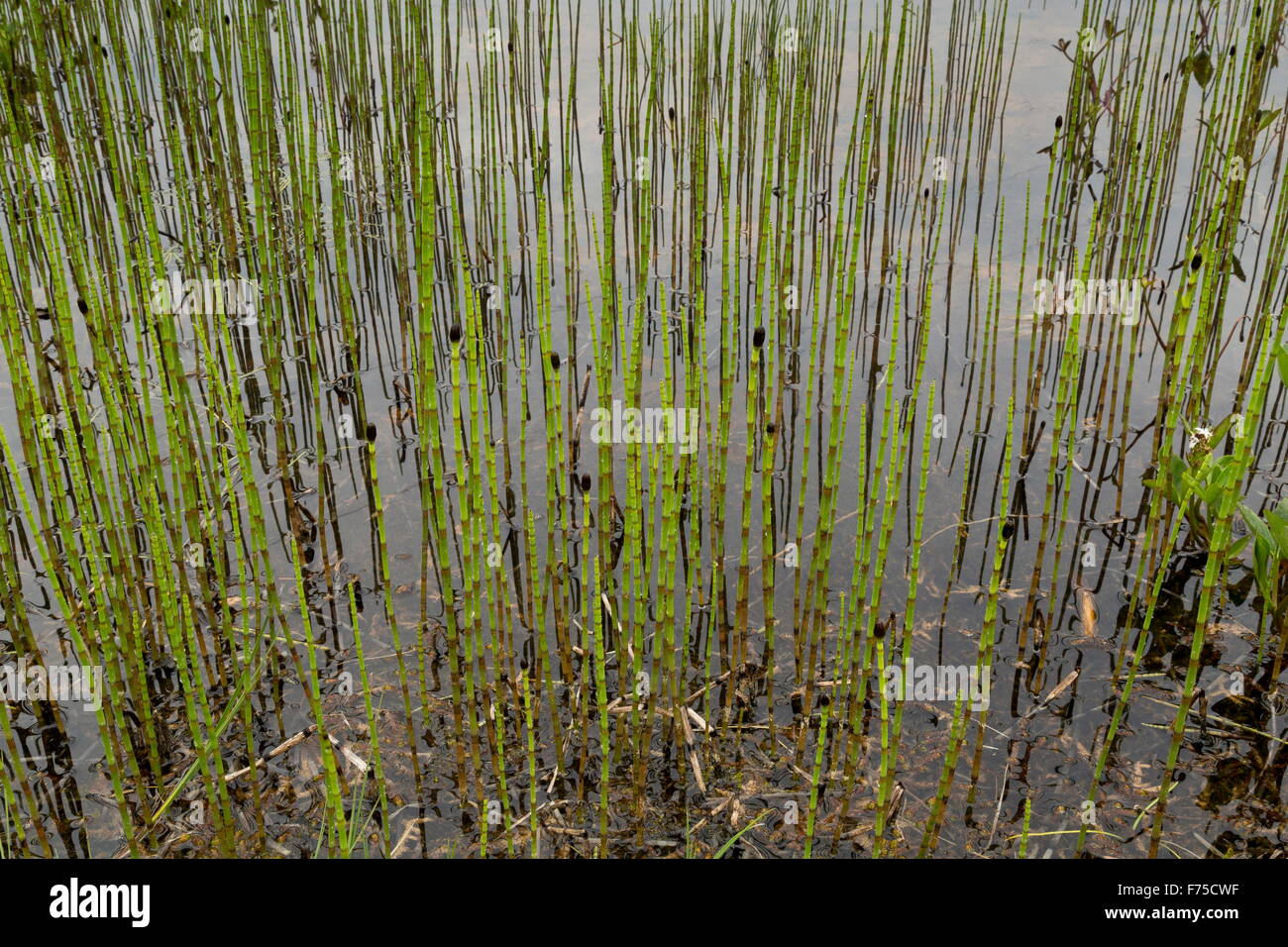 Horsetail marsh: description, properties 28 Horsetail marsh: description, properties 98