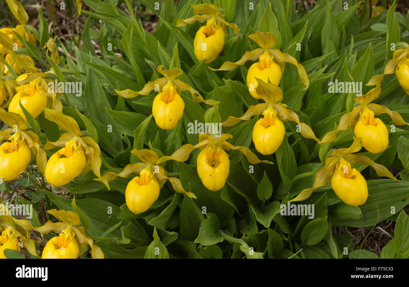 Yellow Lady's slipper, Cypripedium parviflorum var pubescens in flower on limestone barrens, Newfoundland Stock Photo