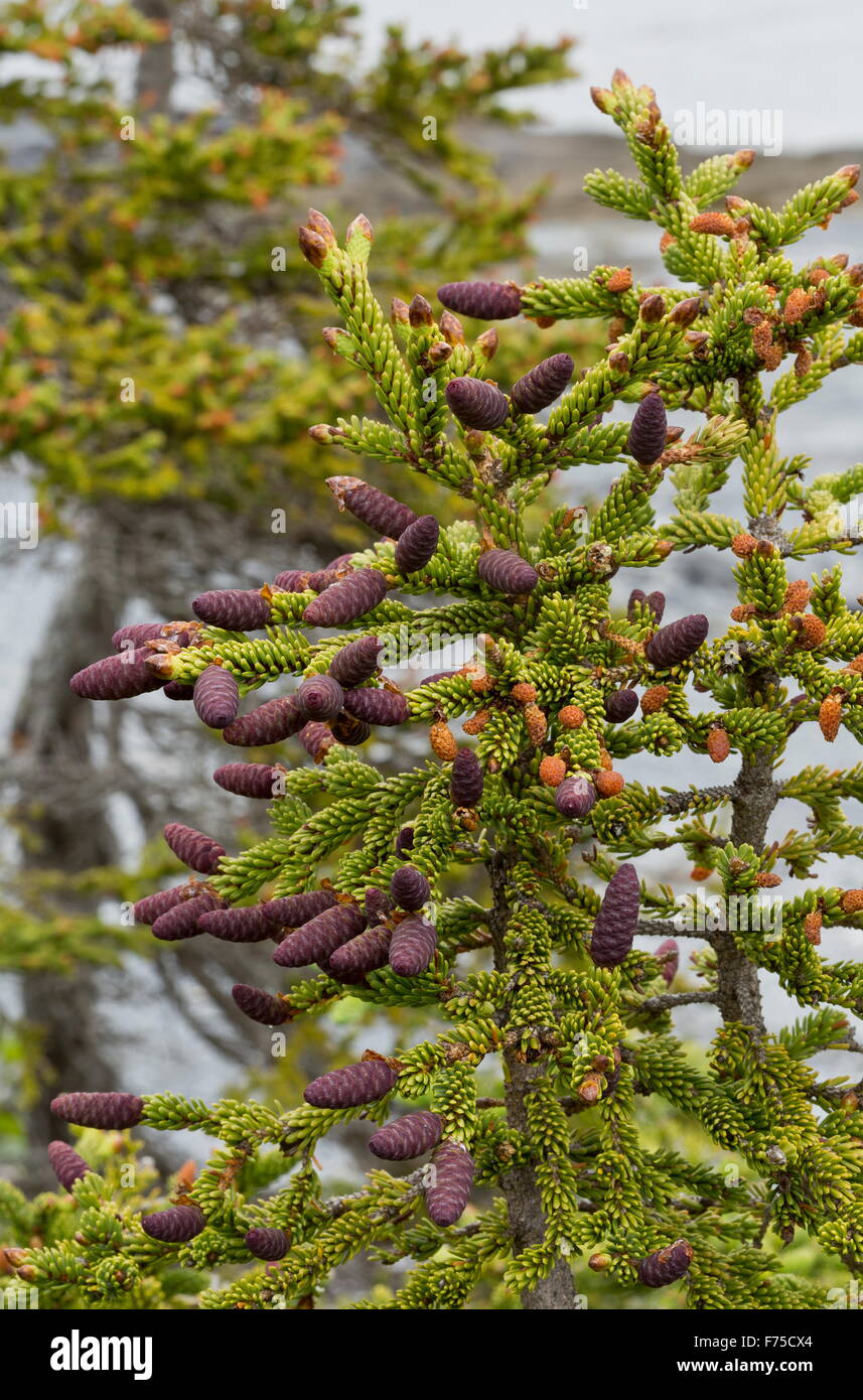 White Spruce with female cones, Newfoundland. Stock Photo