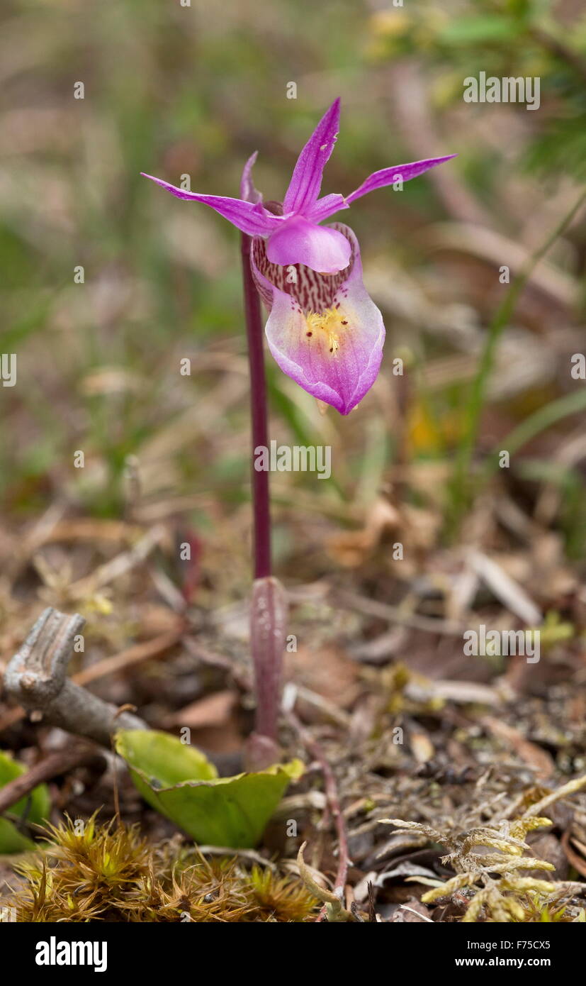 Eastern Fairy-slipper, or calypso orchid, at Burnt Cape, Newfoundland Stock  Photo - Alamy