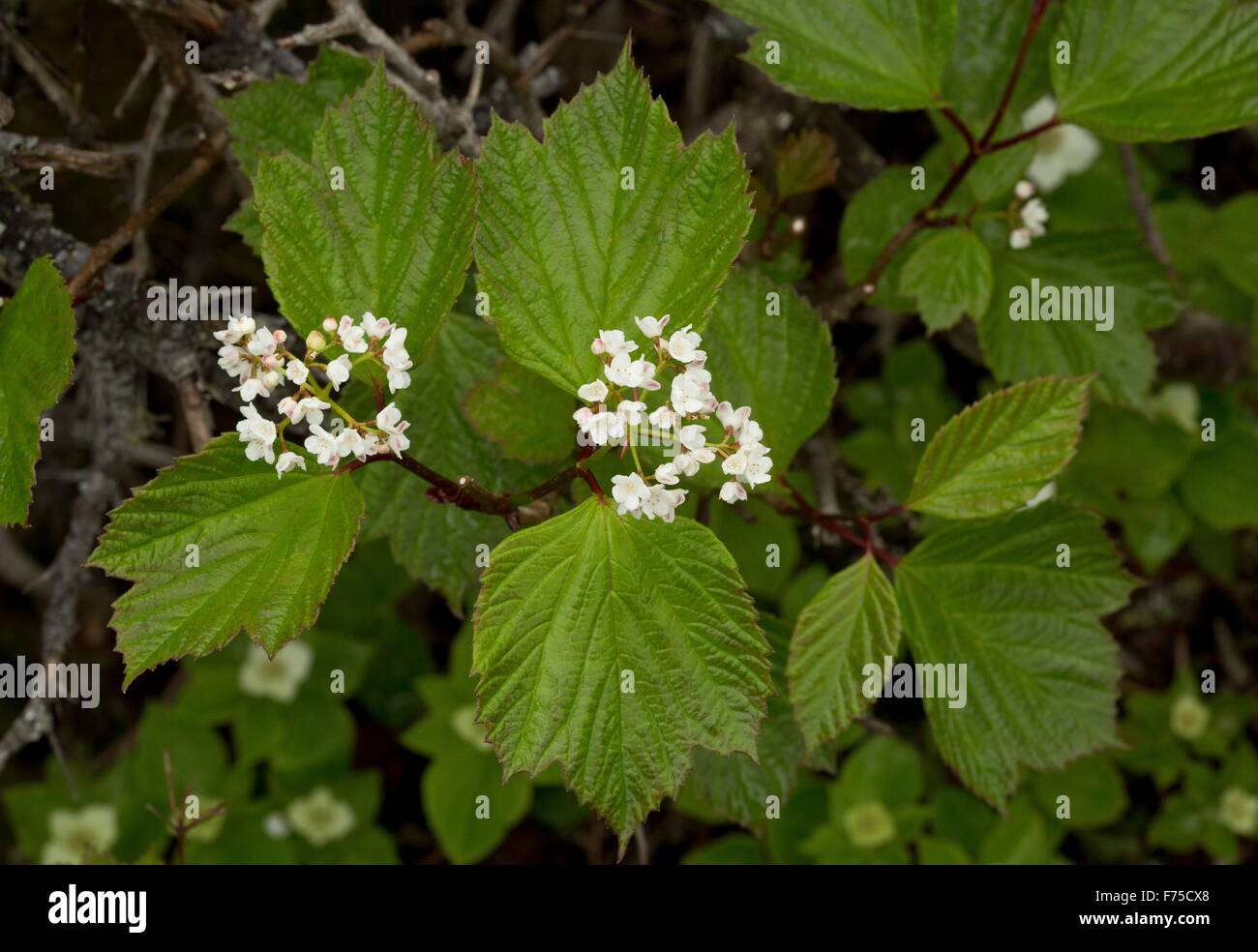 squashberry or lowbush cranberry, Viburnum edule, in flower