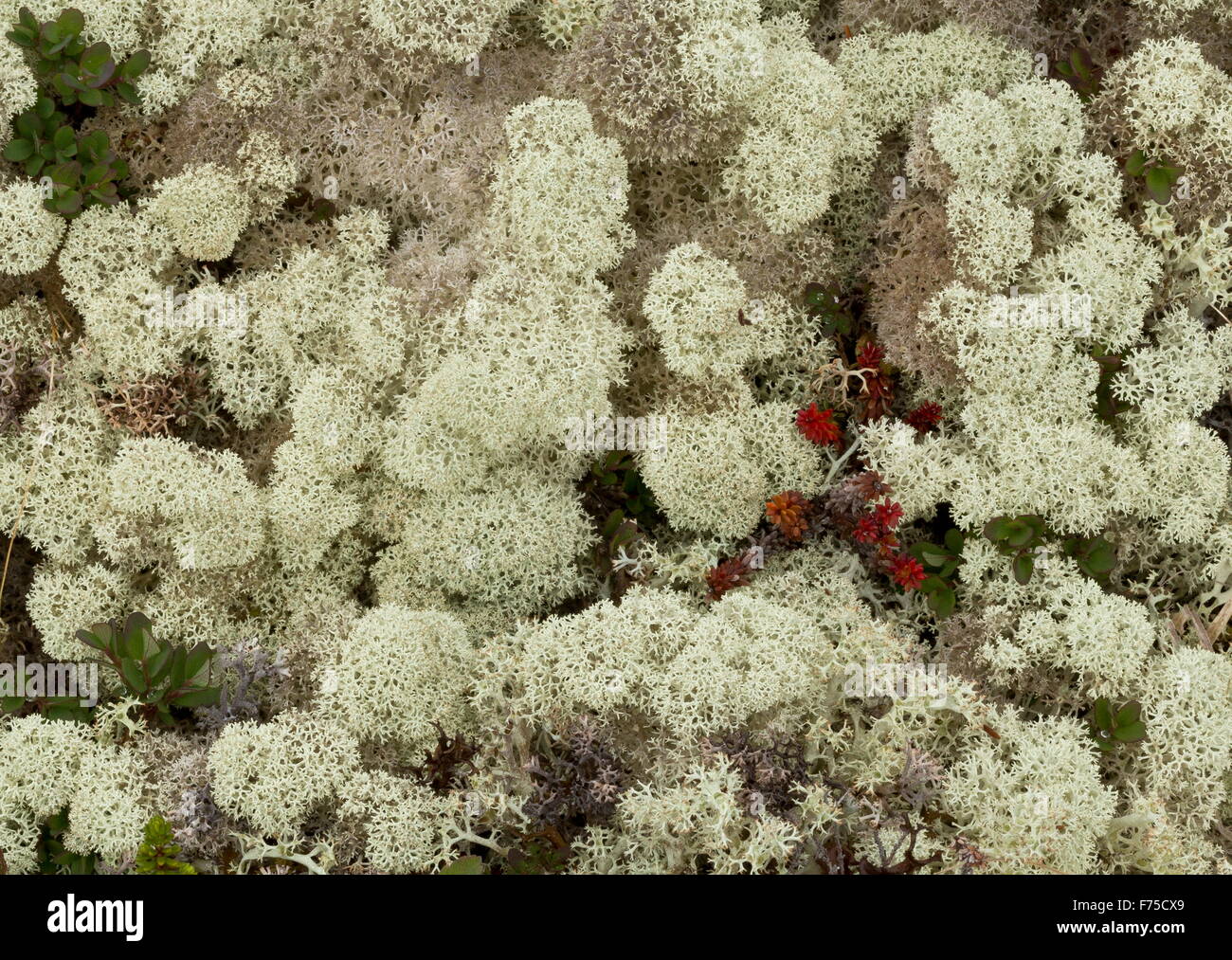 Boreal tundra dominated by a lichen, Cladonia stellaris, with crowberry etc. North Newfoundland. Stock Photo
