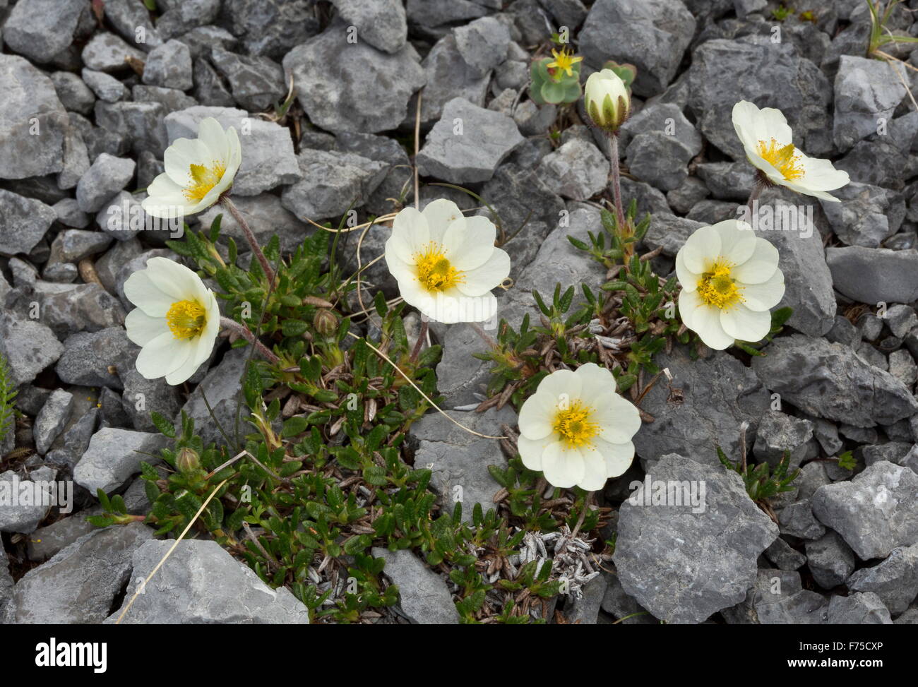 Entire leaved mountain avens, White mountain avens in flower on limestone barrens Stock Photo