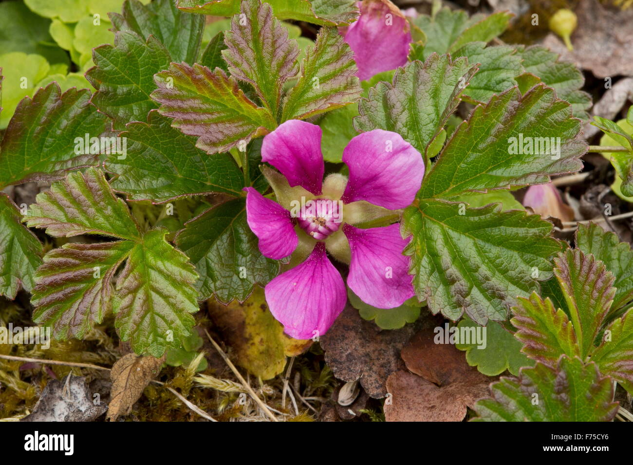 Arctic bramble or Arctic raspberry in flower in limestone tundra. Stock Photo