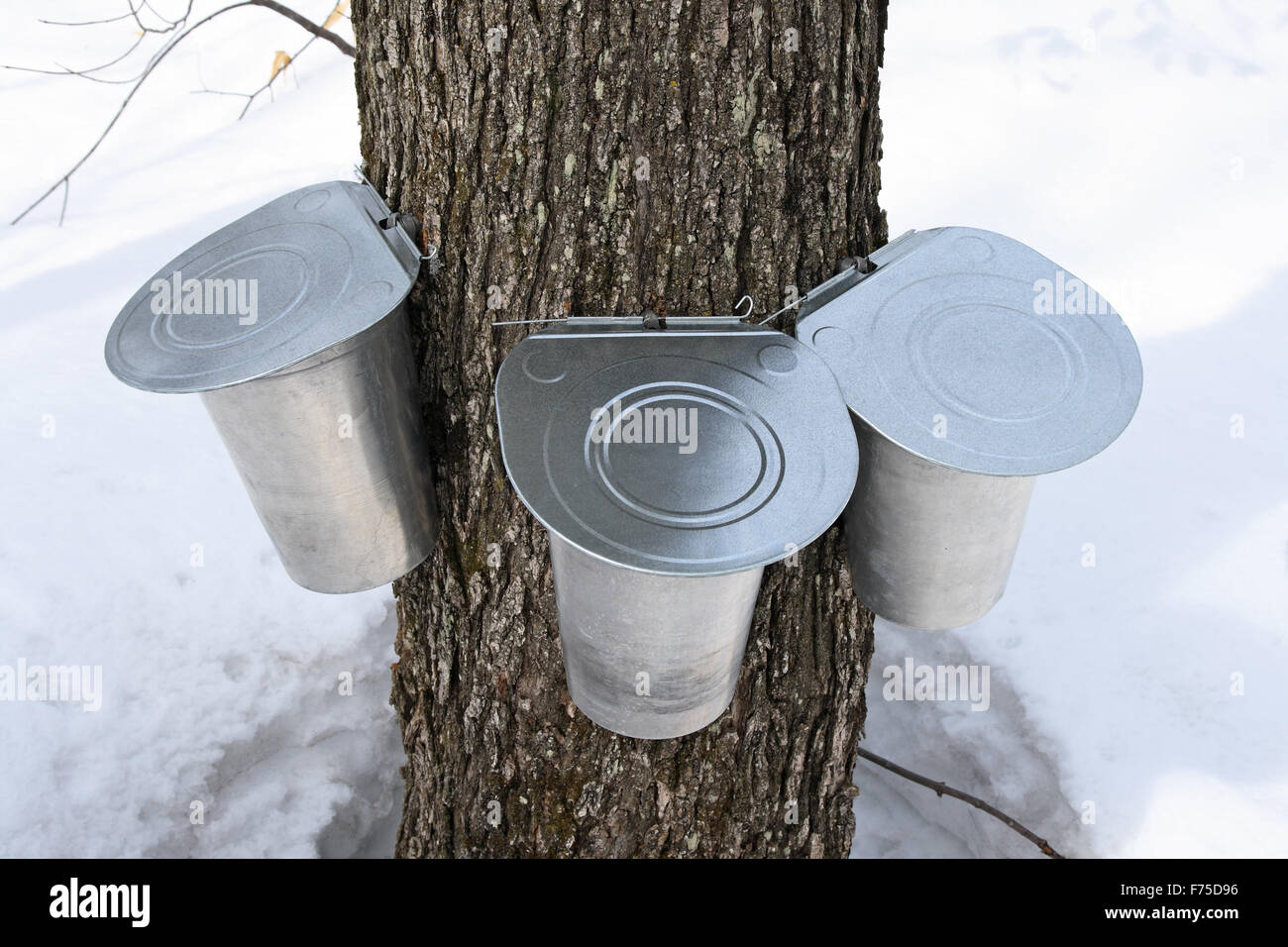 Pails on a maple tree for collecting sap Stock Photo