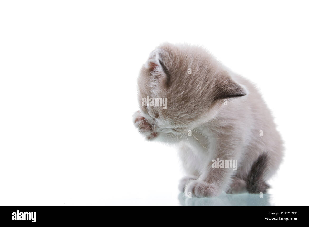 Image showcasing Baby Kitten Grooming Stock Photo - Alamy