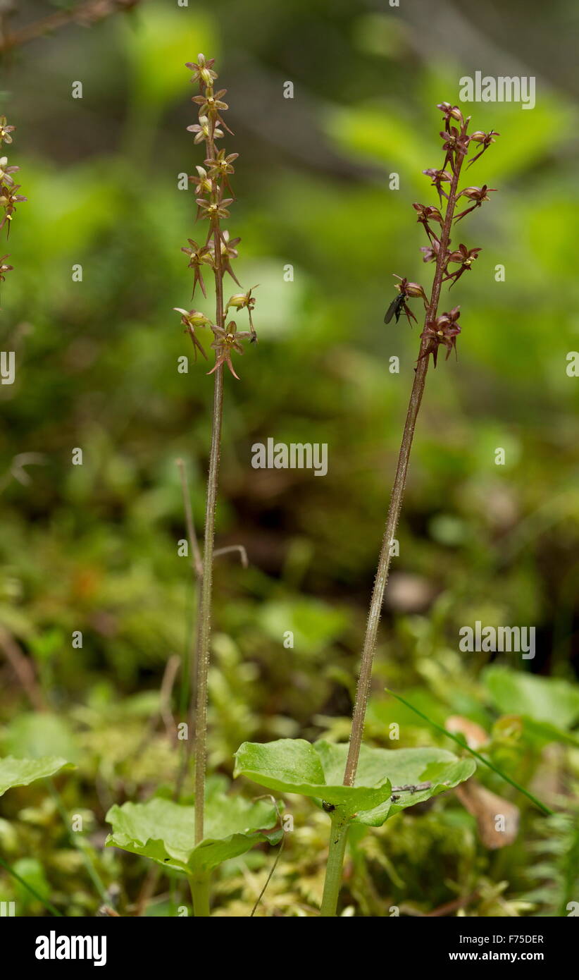 Lesser Twayblade or Heart-leaved Twayblade, in flower on moss in woodland. Stock Photo