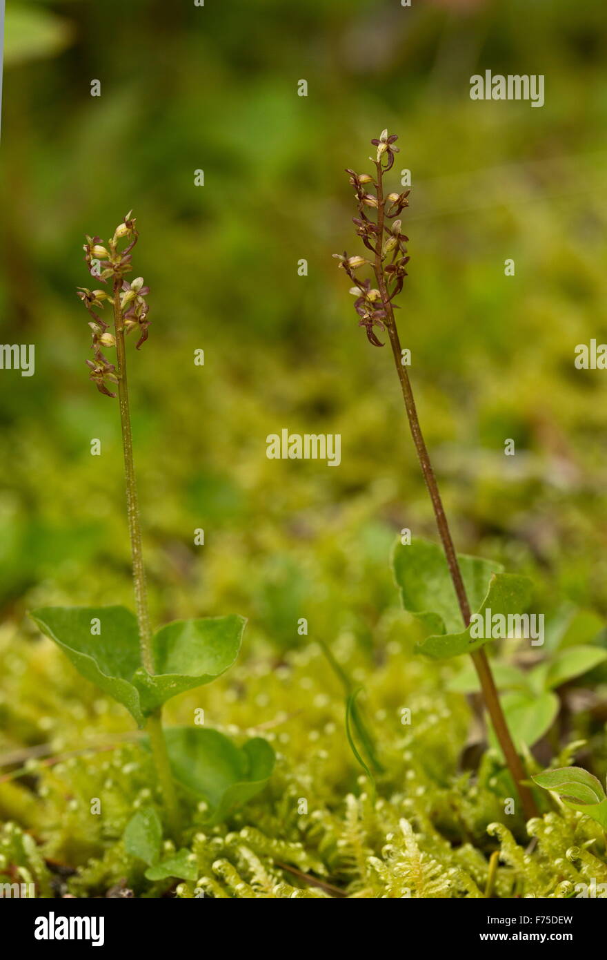 Lesser Twayblade or Heart-leaved Twayblade, in flower on moss in woodland. Stock Photo
