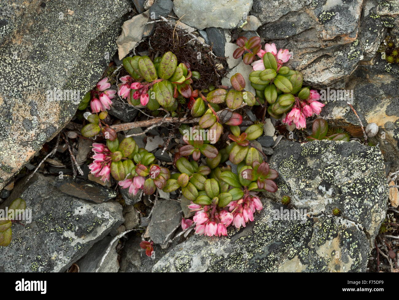 Cowberry, in flower on rock, north Newfoundland. Stock Photo