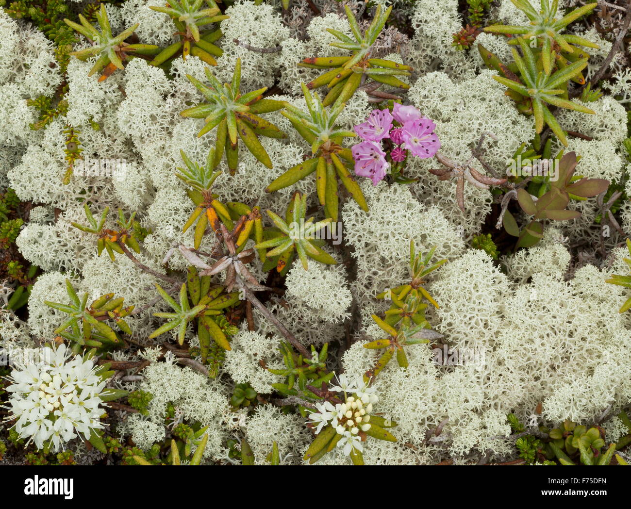 Bog-laurel and Labrador tea, with lichens in boreal tundra at L’anse