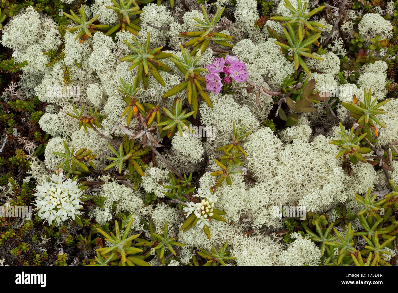 Boglaurel and Labrador tea, with lichens in boreal tundra at L'anse