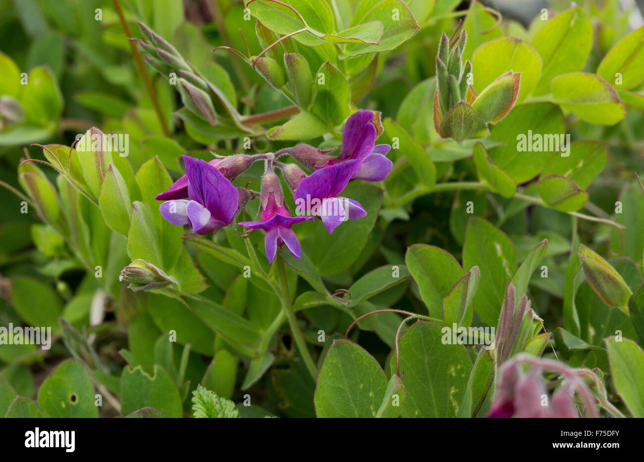 Sea pea or Beach pea, in flower in coastal habitat. A circumboreal plant with floating seeds. Stock Photo