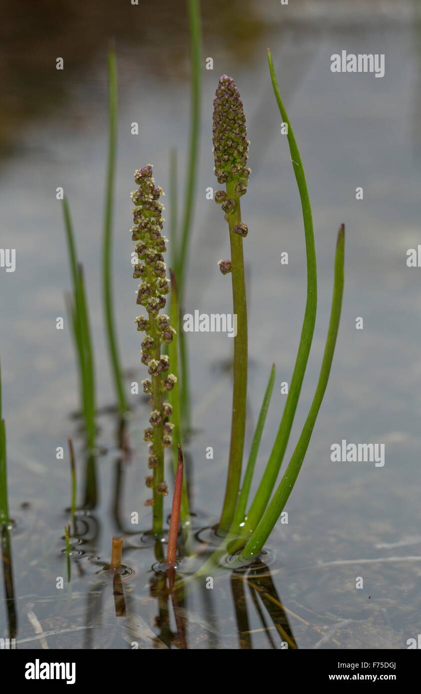Marsh Arrow-grass, Triglochin palustris in flower in boggy pool. Stock Photo