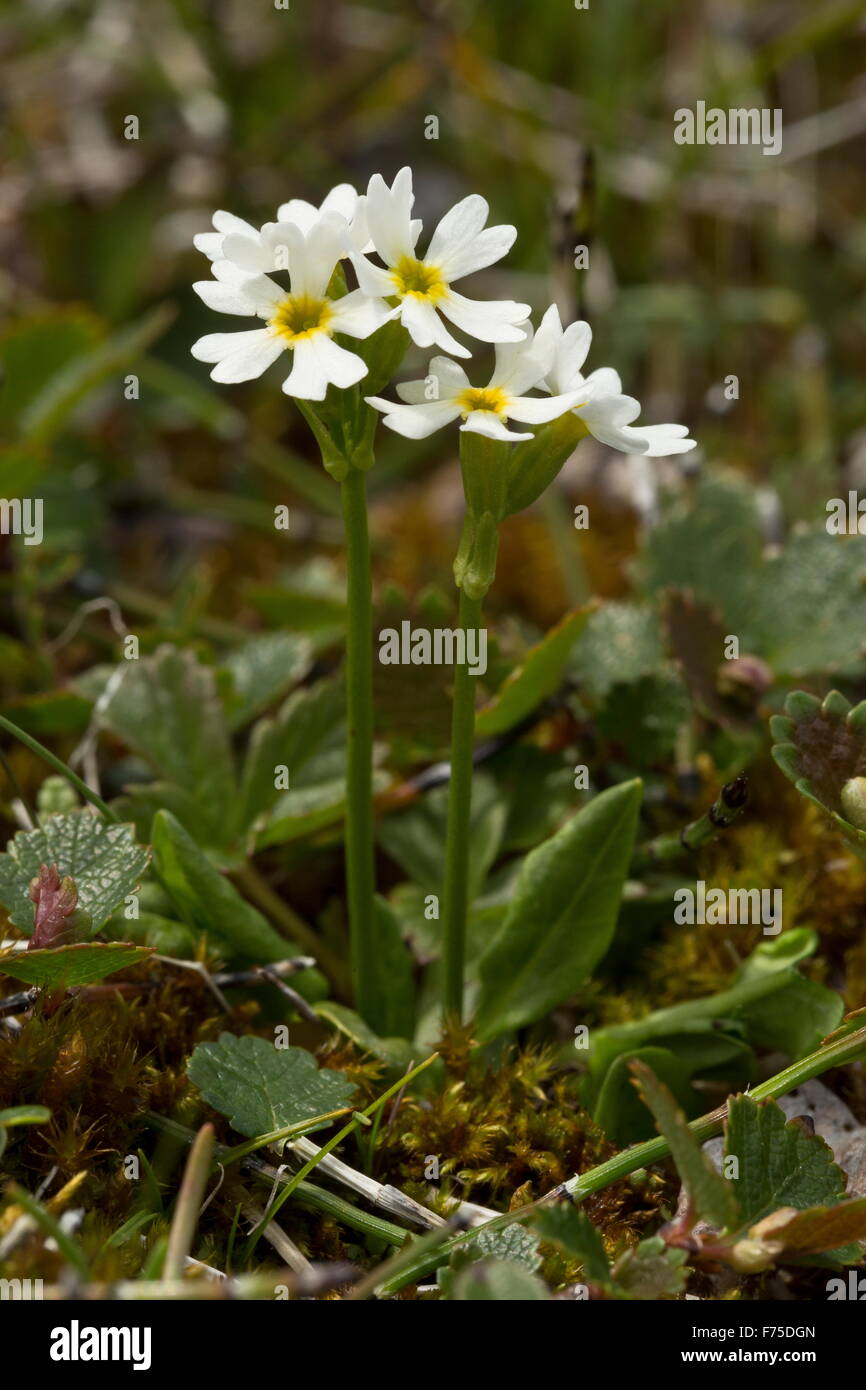 Mistassini primrose, or Lake Mistassini primrose, Primula mistassinica pale form, in flower. West Newfoundland. Stock Photo