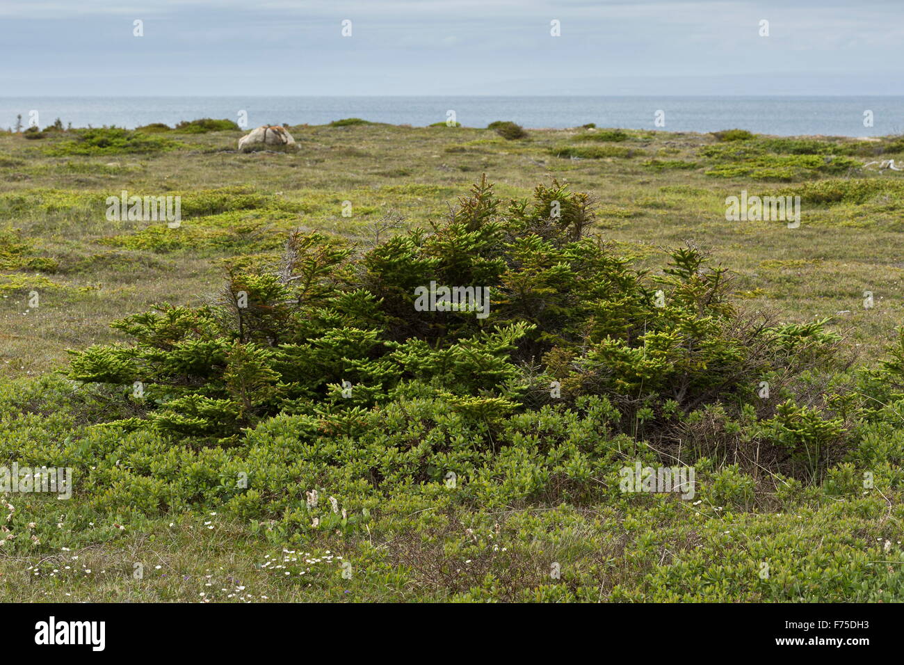 Dwarfed spruce trees on limestone barrens, Newfoundland. Stock Photo