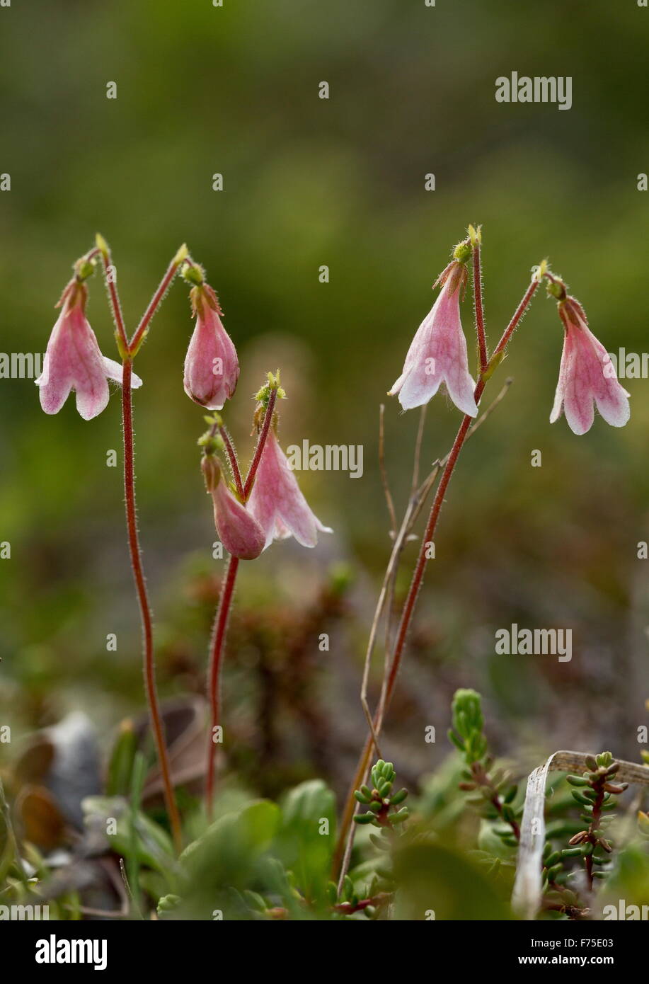 Twinflower, Linnaea borealis, in flower. Linnaeus' favourite flower. Boreal woodland. Stock Photo