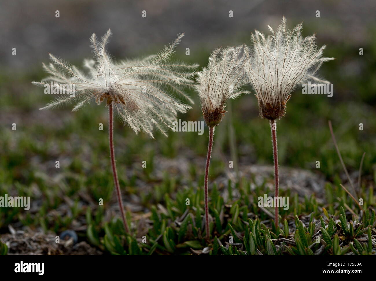 Entire-leaved mountain avens in fruit; limestone barrens, Newfoundland. Stock Photo