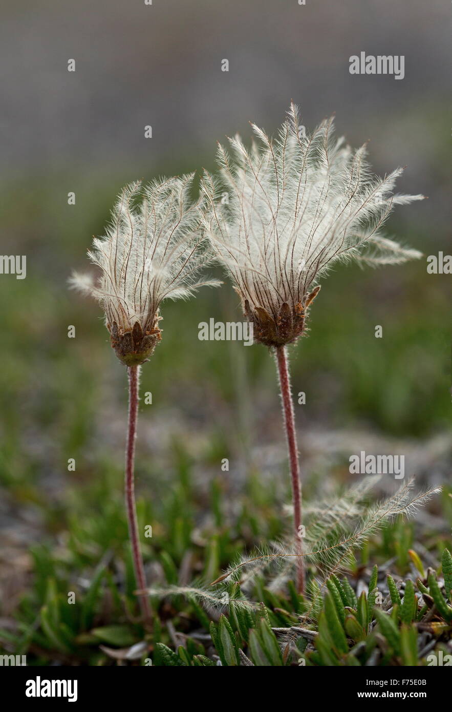 Entire-leaved mountain avens in fruit; limestone barrens, Newfoundland. Stock Photo