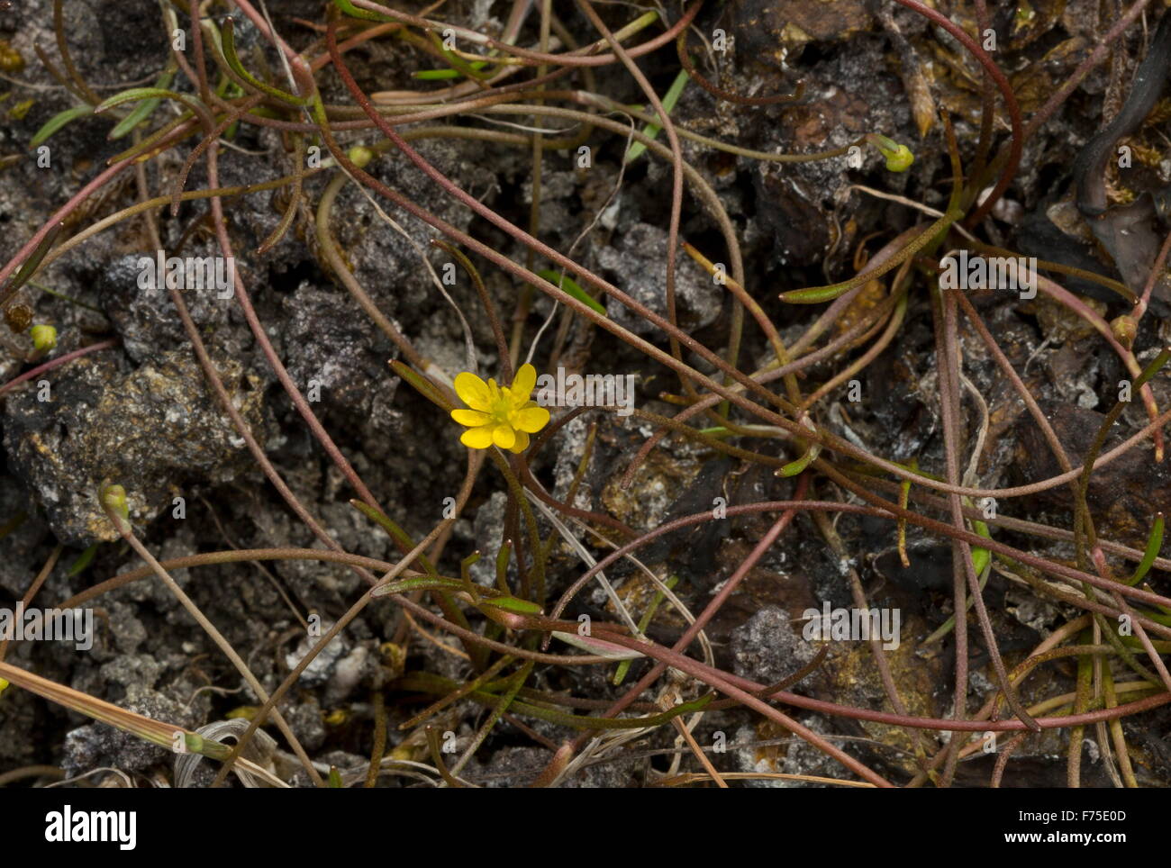 Creeping Spearwort,  Ranunculus reptans in damp hollow. Very rare in UK. Stock Photo