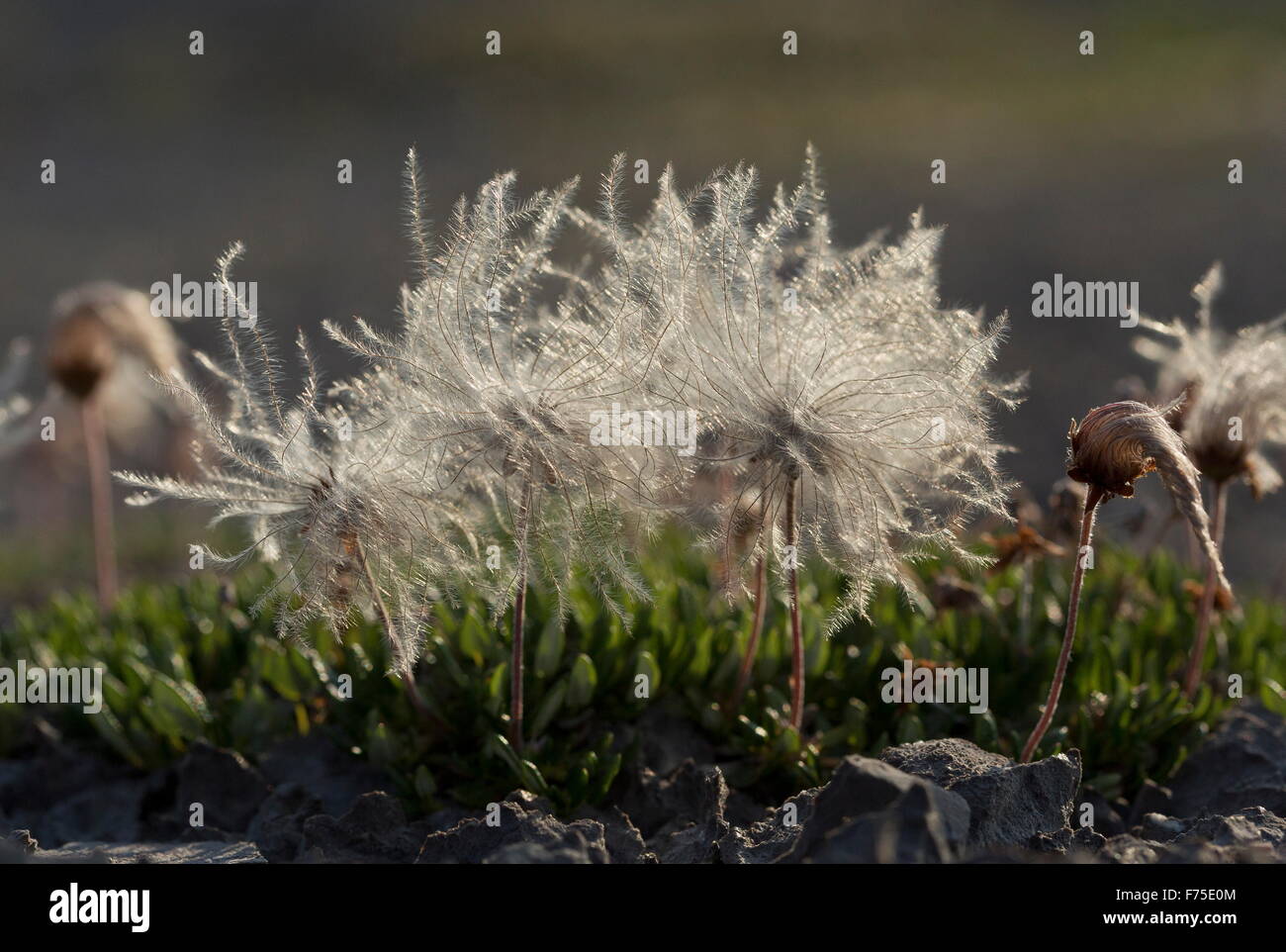 Entire-leaved mountain avens in fruit; limestone barrens, Newfoundland. Stock Photo
