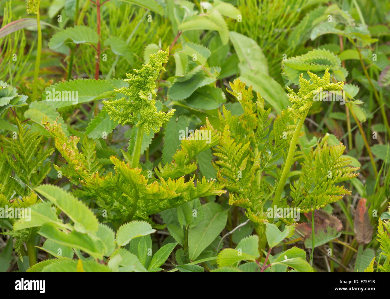 Rattlesnake fern, Botrychium virginianum with fertile fronds, Newfoundland. Stock Photo