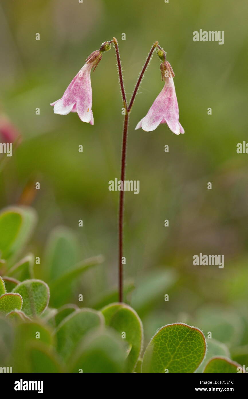 Twinflower, Linnaea borealis, in flower. Linnaeus' favourite flower. Boreal woodland. Stock Photo