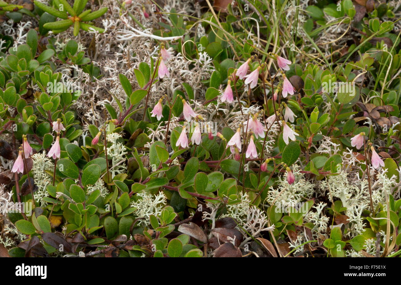 Twinflower, Linnaea borealis, in flower. Linnaeus' favourite flower. Boreal woodland. Stock Photo