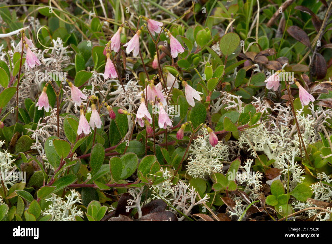 Twinflower, Linnaea borealis, in flower. Linnaeus' favourite flower. Boreal woodland. Stock Photo