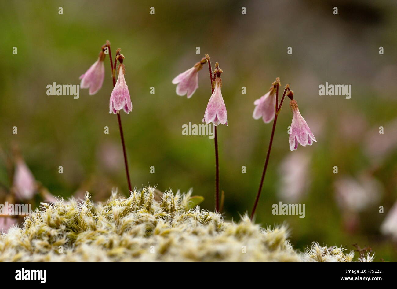 Twinflower, Linnaea borealis, in flower. Linnaeus' favourite flower. Boreal woodland. Stock Photo