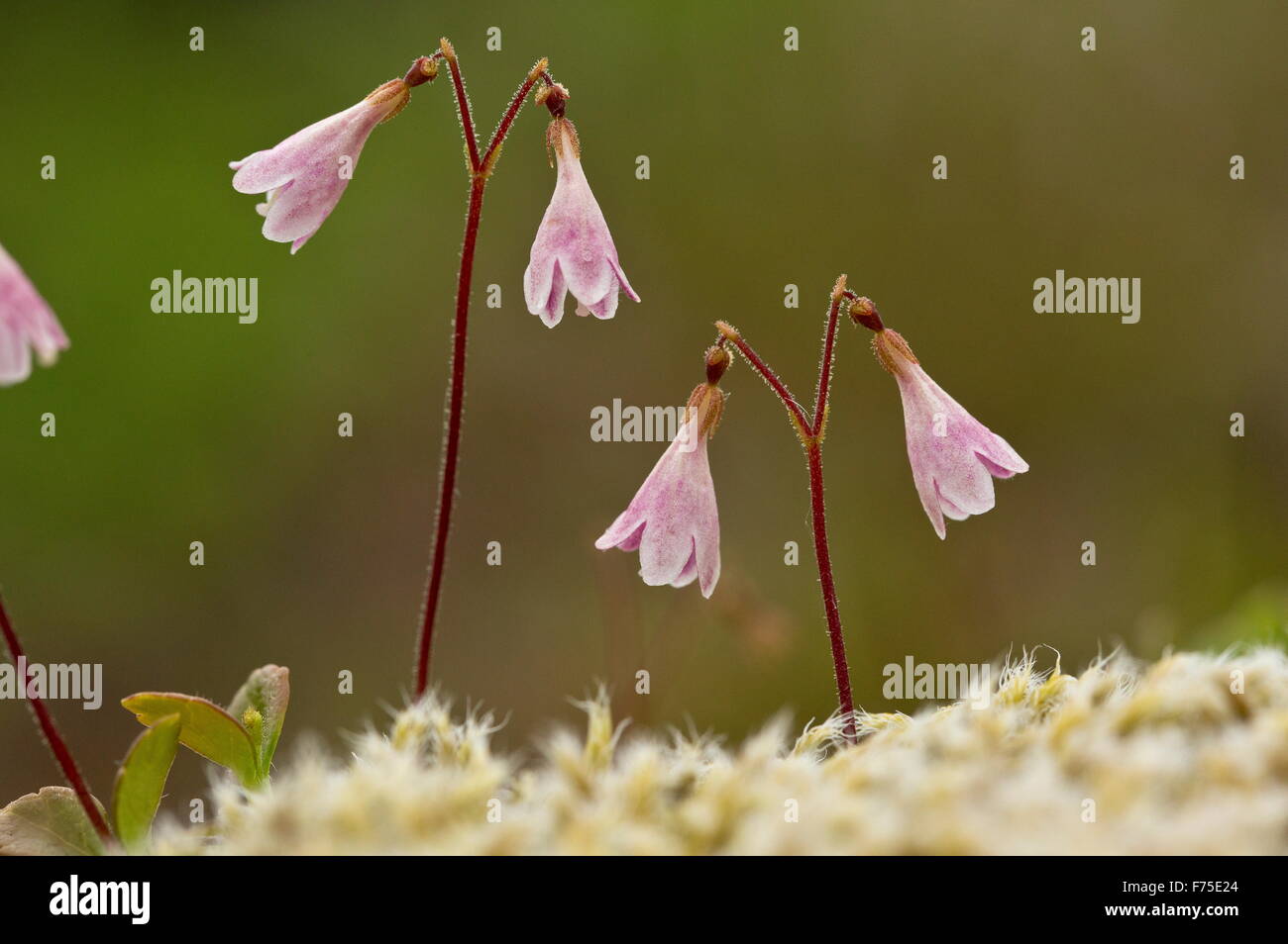 Twinflower, Linnaea borealis, in flower. Linnaeus' favourite flower. Boreal woodland. Stock Photo