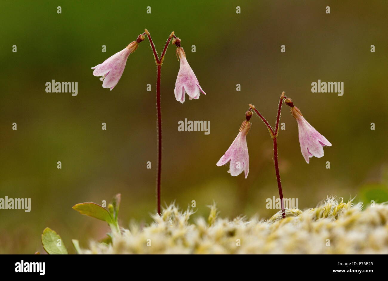 Twinflower, Linnaea borealis, in flower. Linnaeus' favourite flower. Boreal woodland. Stock Photo