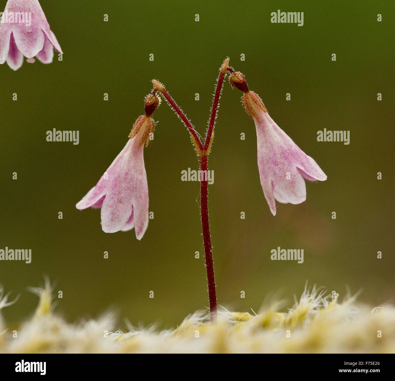 Twinflower, Linnaea borealis, in flower. Linnaeus' favourite flower. Boreal woodland. Stock Photo