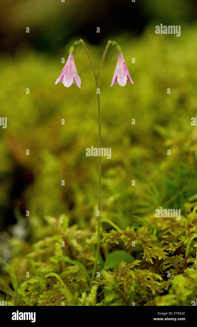 Twinflower, Linnaea borealis, in flower. Linnaeus' favourite flower. Boreal woodland. Stock Photo