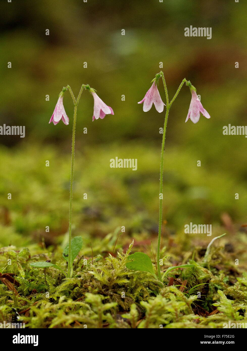 Twinflower, Linnaea borealis, in flower. Linnaeus' favourite flower. Boreal woodland. Stock Photo