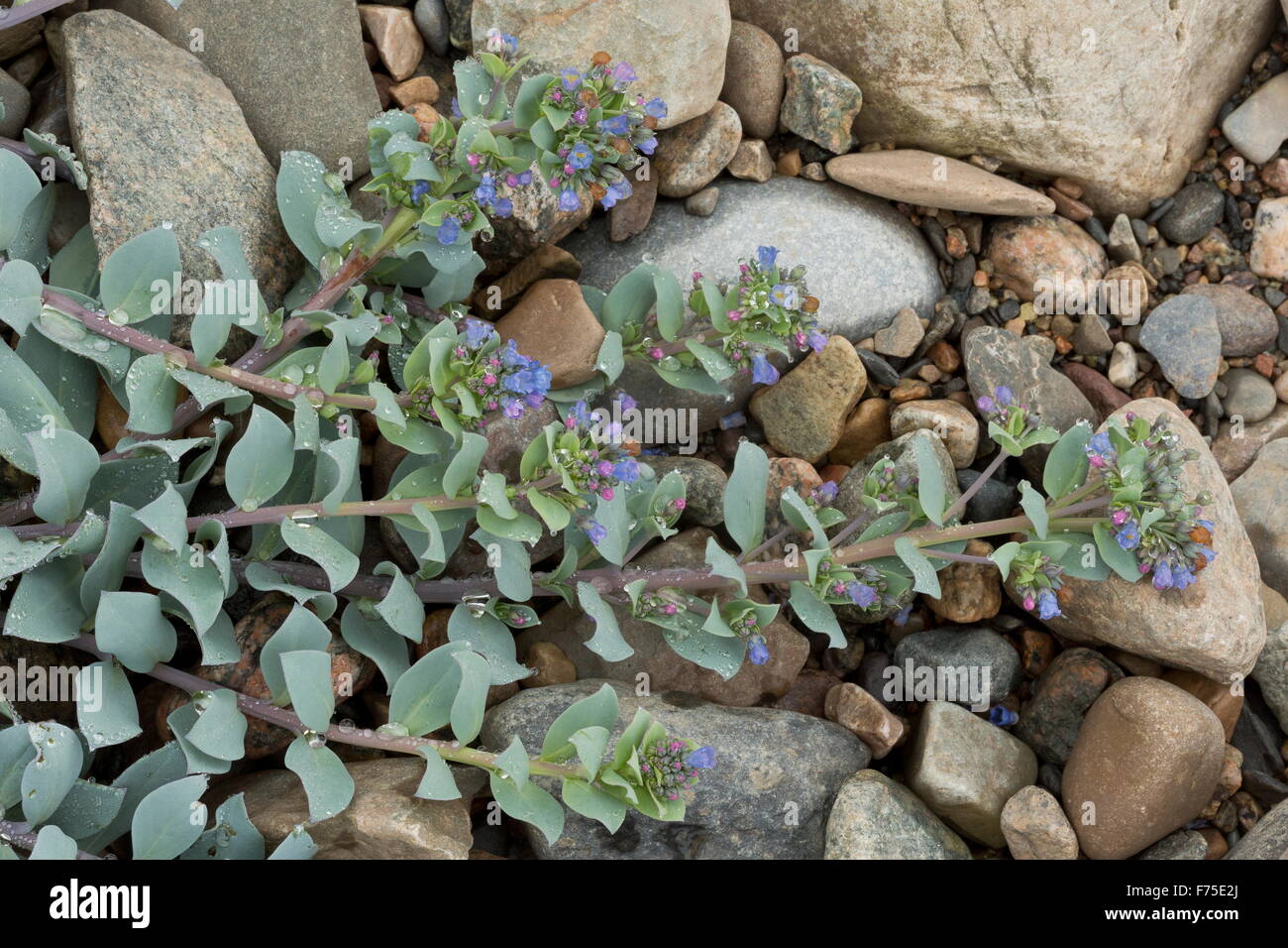Oyster Plant In Flower On Coastal Shingle Beach Stock Photo Alamy